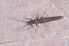 Leuctra sp.